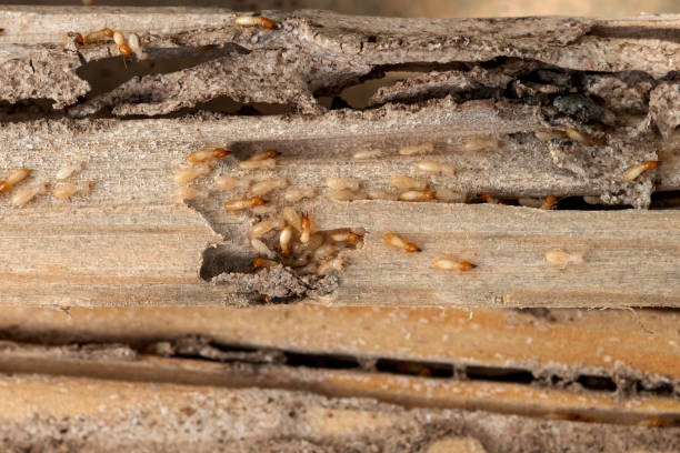 Best Ant Control Services  in International Falls, MN