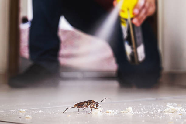 Best Wasp Removal Services  in International Falls, MN